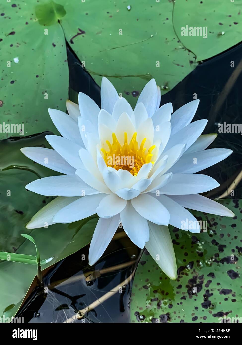White lotus bloom on green pads in pond - Smartphone Captured Stock Image