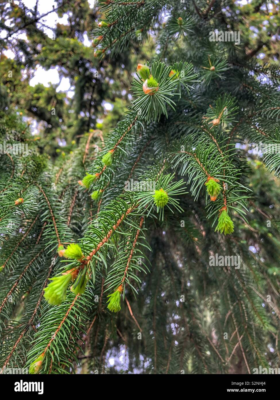 New growth on an old pine tree Stock Photo - Alamy