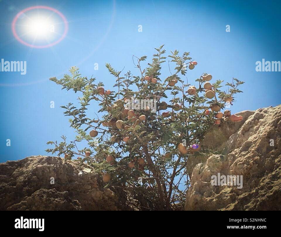 Noon. Desert. Fruit tree. Middle East Stock Photo Alamy