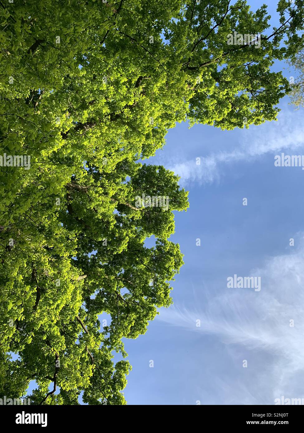 Oak tree leaf leaves hi-res stock photography and images - Alamy