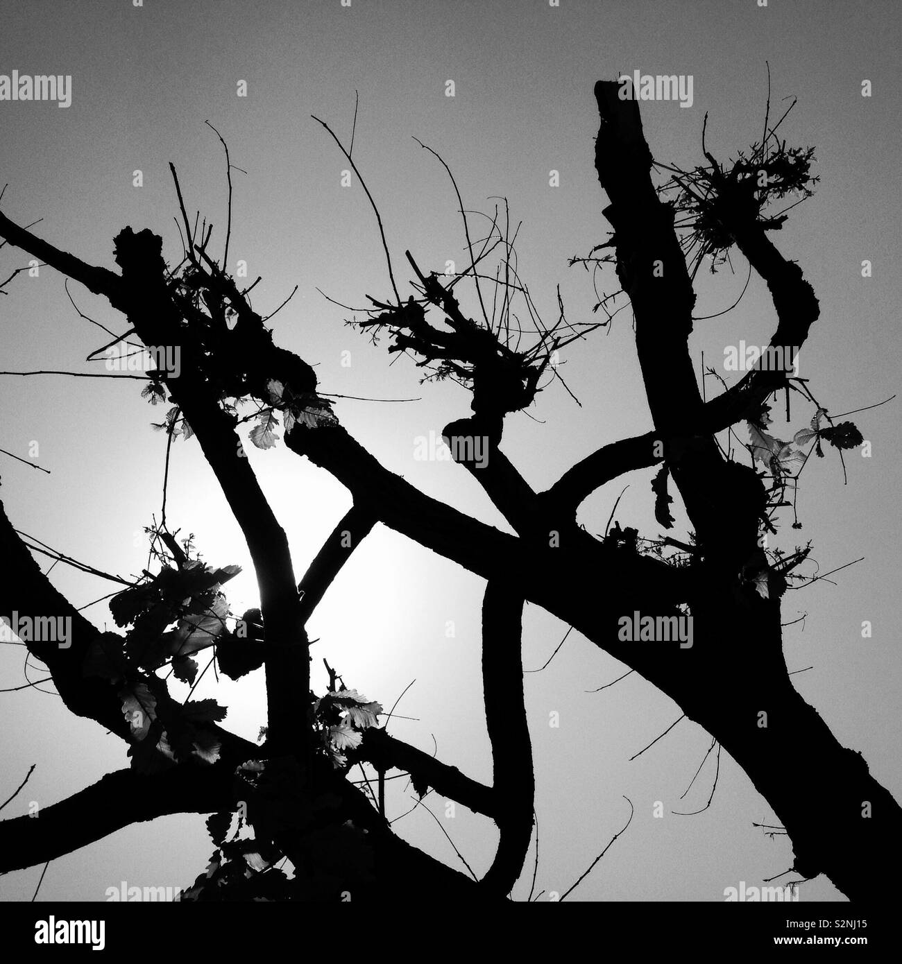 Monochromatic and abstract view of barren tree against gray tree Stock Photo
