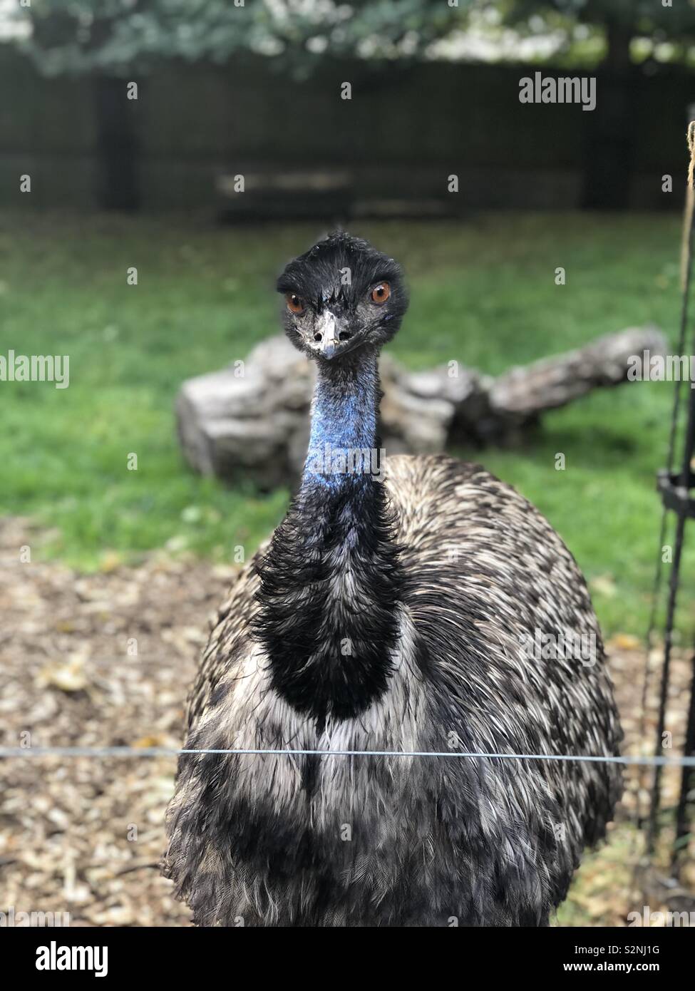 Emu Battersea Park, London Stock Photo