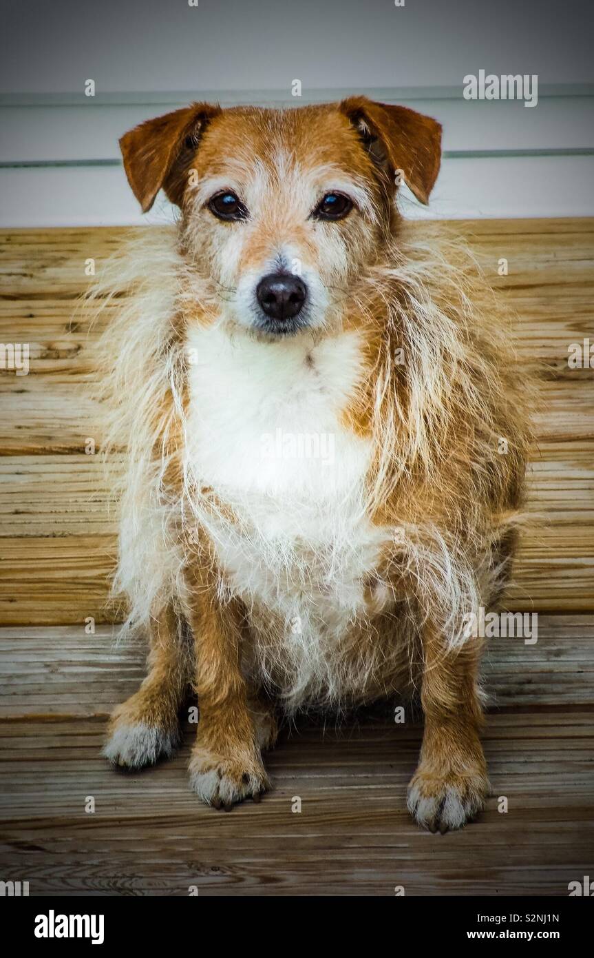 Beautiful long haired Jack Russell sitting patiently Stock Photo