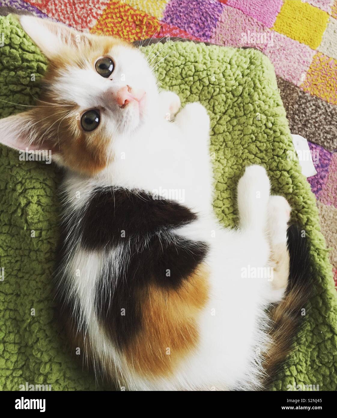cute calico kittens