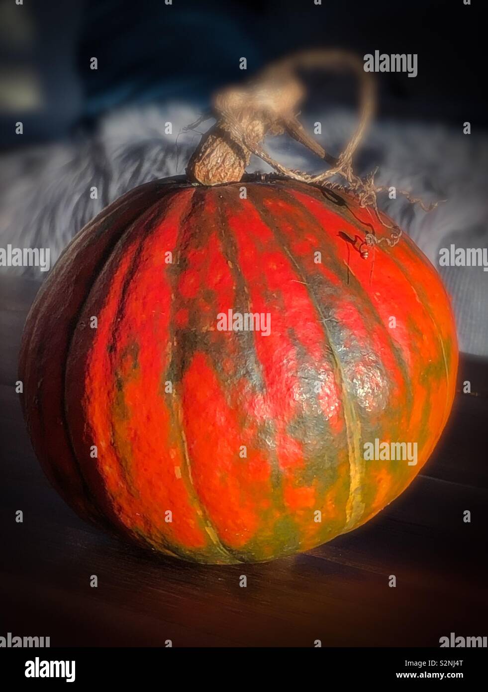 Very round beautiful pumpkin.  Multi coloured sitting on a table.  Partial dry stalk. Natural light. Stock Photo