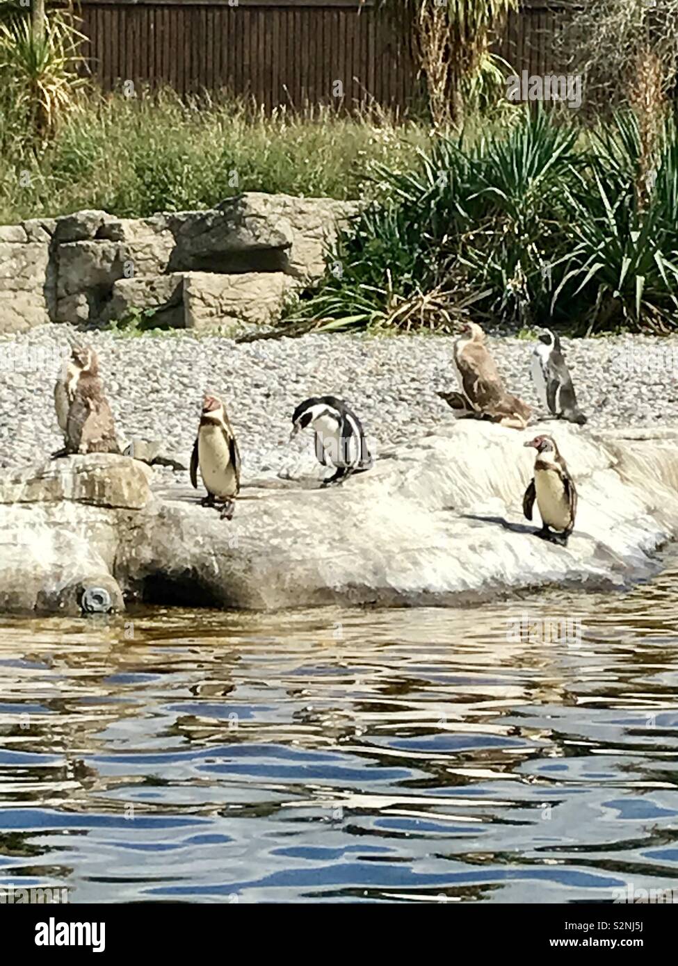 Chester zoo penguins Stock Photo - Alamy