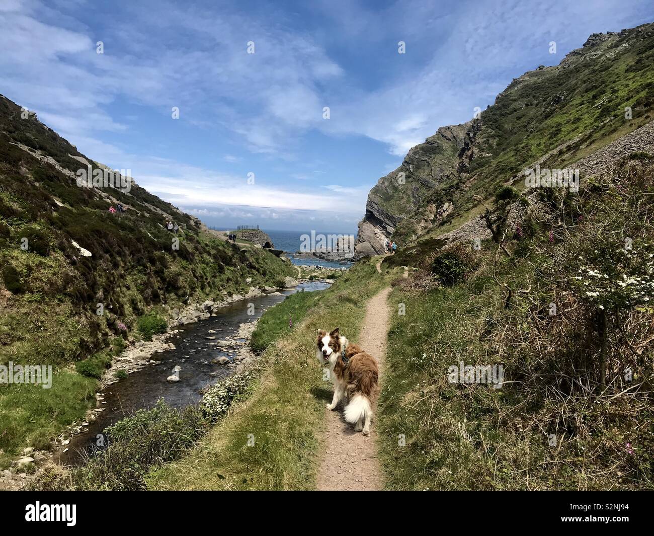 Walking the dog in North Devon Stock Photo - Alamy