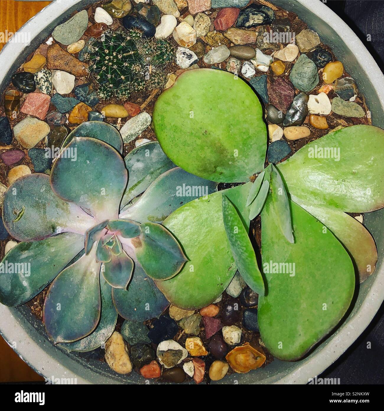 Succulents in a round pot Stock Photo Alamy