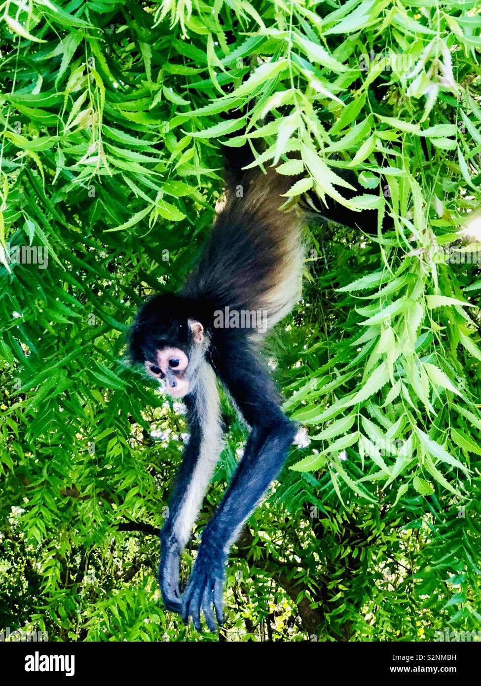 A Mexican Black Howler Monkey swinging from the trees of the Sandos Caracol Eco Resort in Playa del Carmen, Mexico. Stock Photo