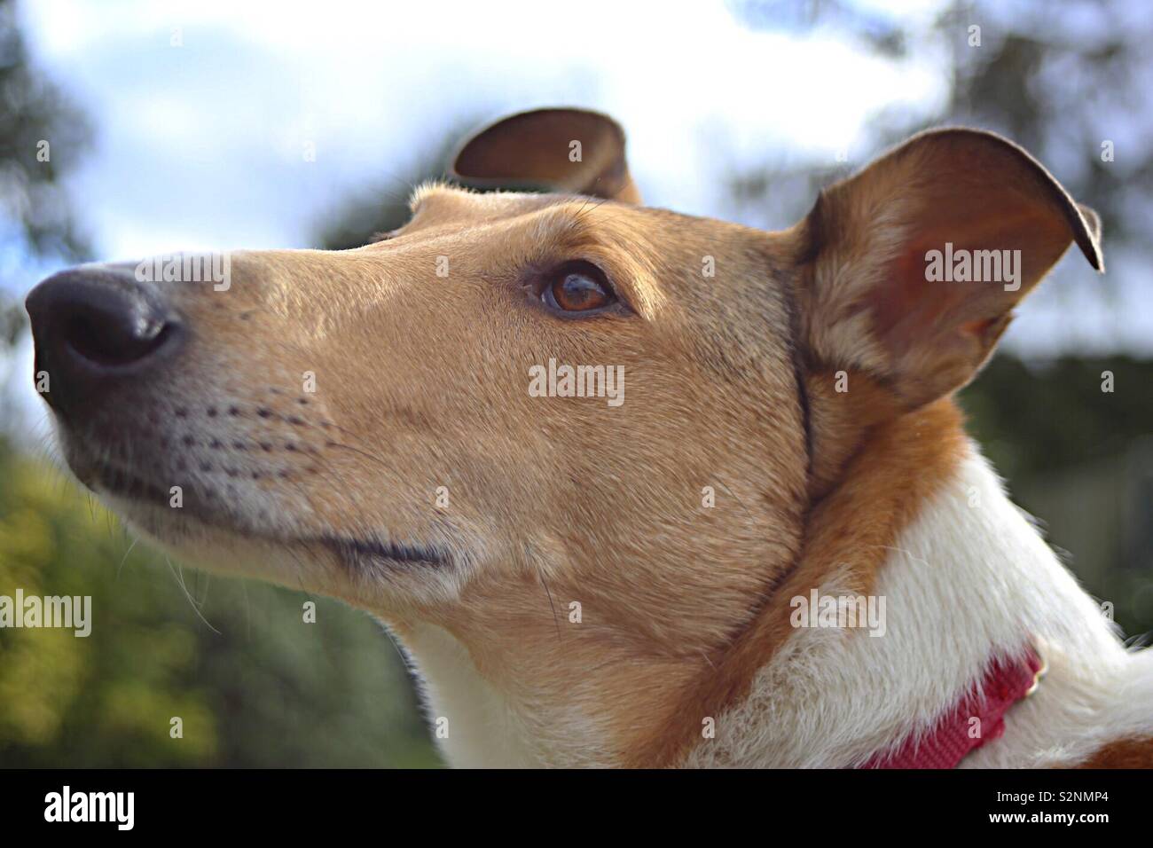 Smooth, Collie, head, dog, sable, Smooth Collie, Lassie, short hair, handsome dog, gentle, Stock Photo