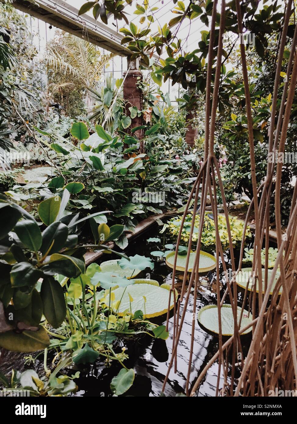 Indoor pond with plants inside greenhouse at Kew Gardens Stock Photo