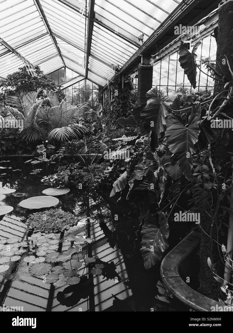 Indoor pond surrounded by plants in greenhouse at Kew Gardens Stock Photo