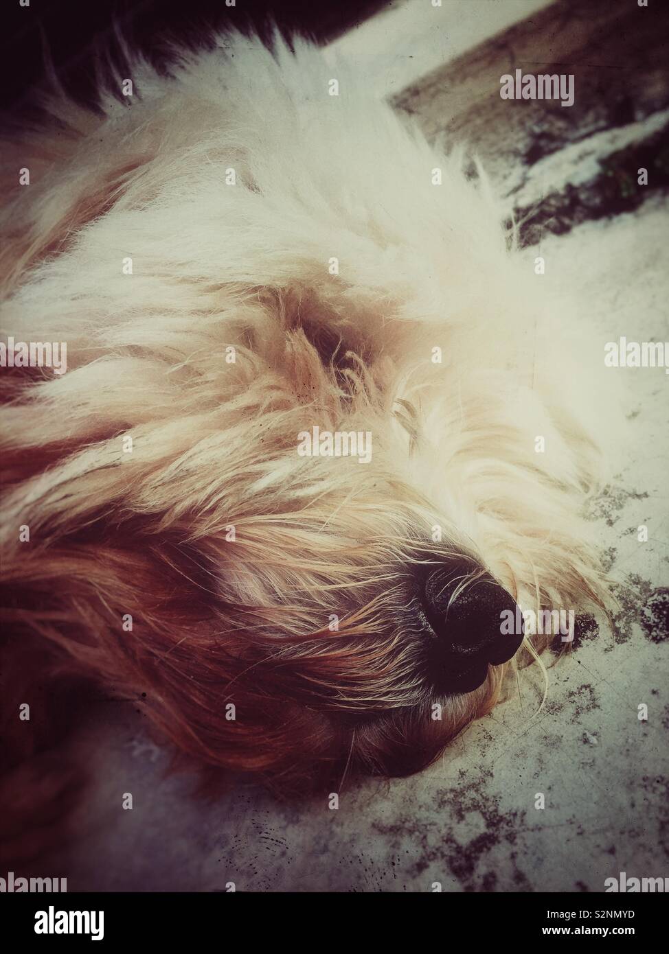 My dog pet. - Smartphone Captured Stock Image