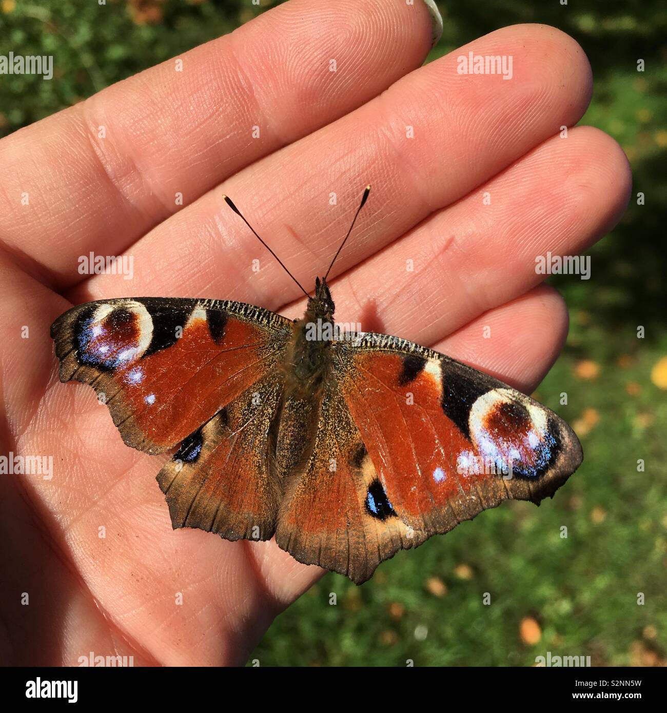 Peacock butterfly resting on hand Stock Photo