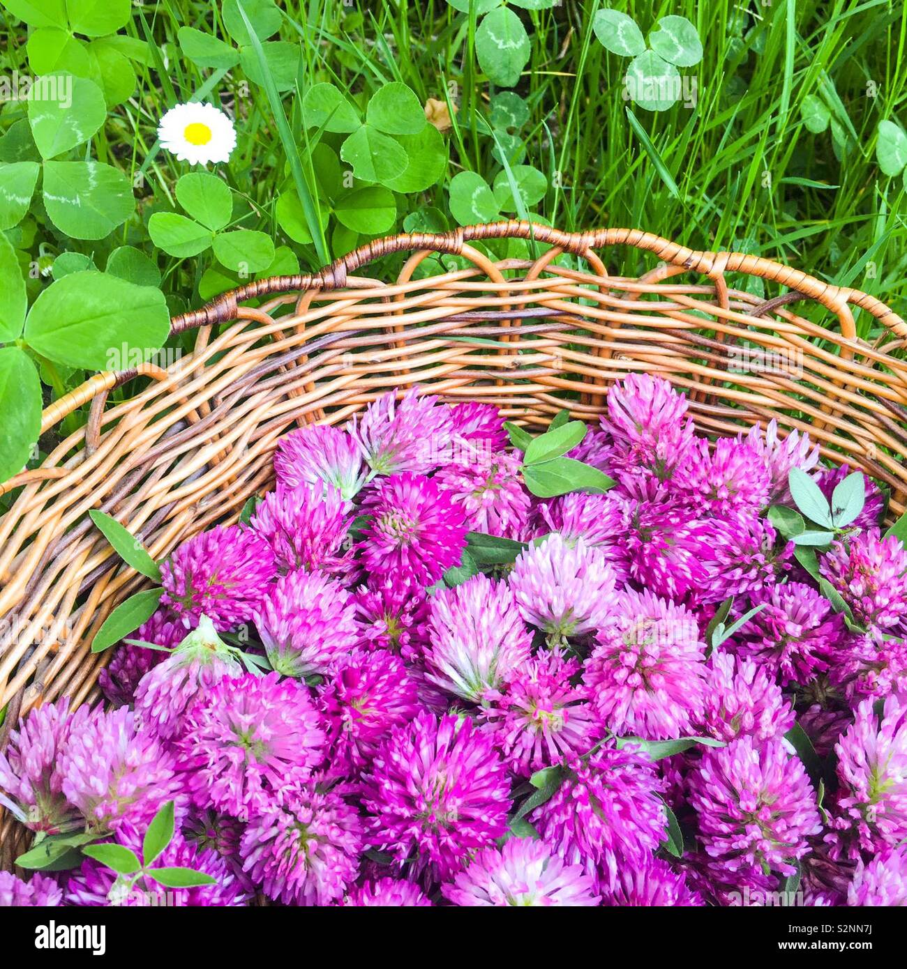 Red clover harvest in a wicker basket in clover leaves, viewed from above - Smartphone Captured Stock Image