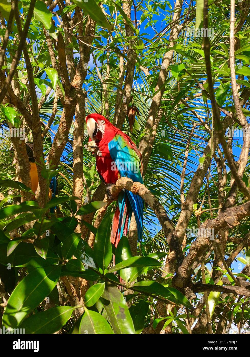 Punta cana, dominican republic parrots hires stock photography and