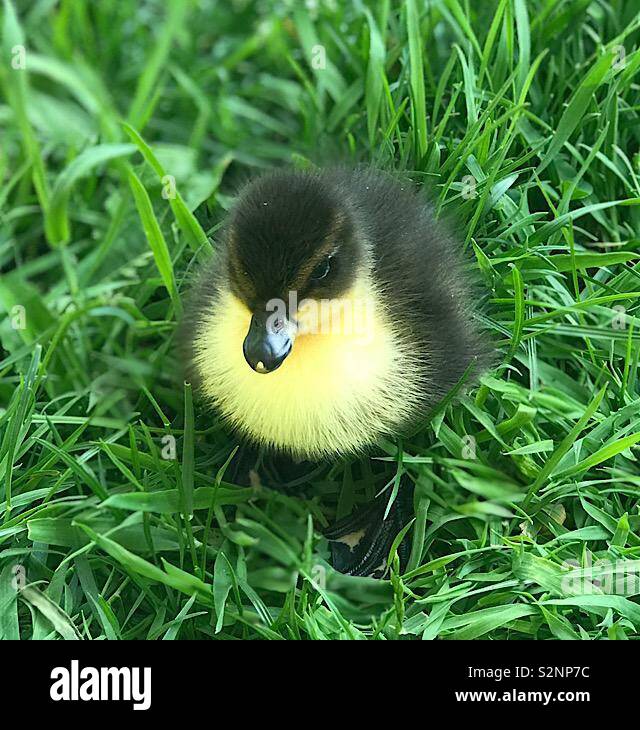 Call duck hires stock photography and images Alamy