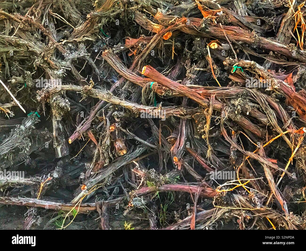 Pruned wine branches stacked in a huge pile - Smartphone Captured Stock Image
