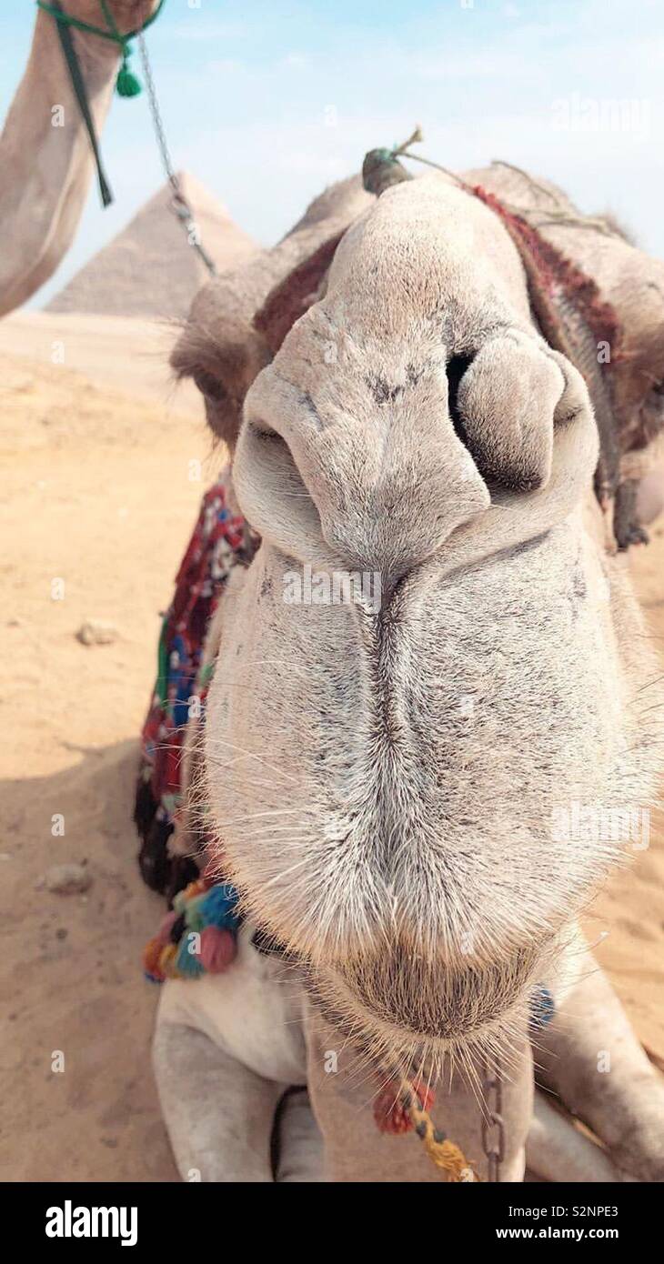 Camel selfie at the Great Pyramids of Giza Stock Photo