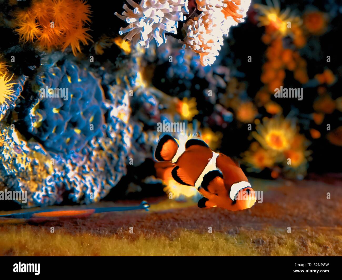 Aquarium clown fish Stock Photo Alamy