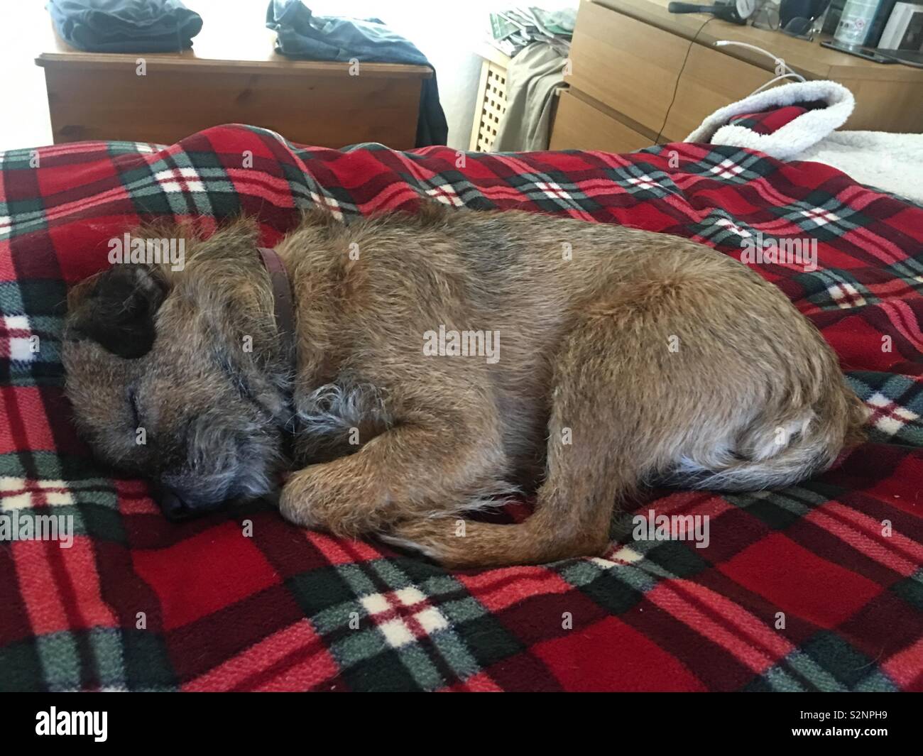 Are Border Terriers Cuddly