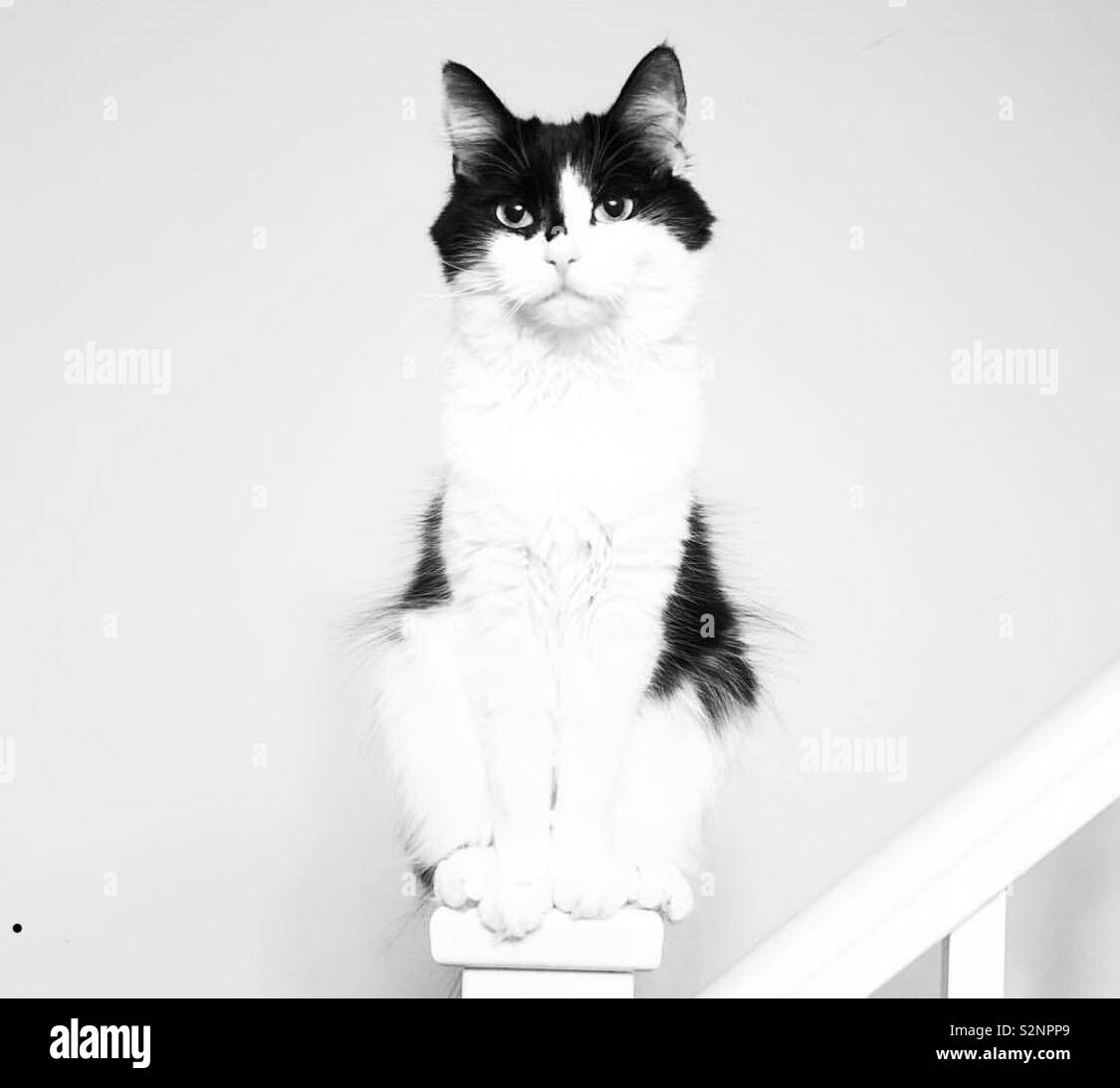 Black and white cat Stock Photo Alamy