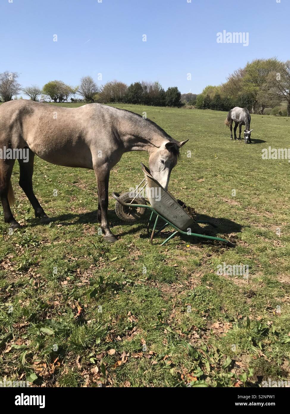 Horse poo hires stock photography and images Alamy