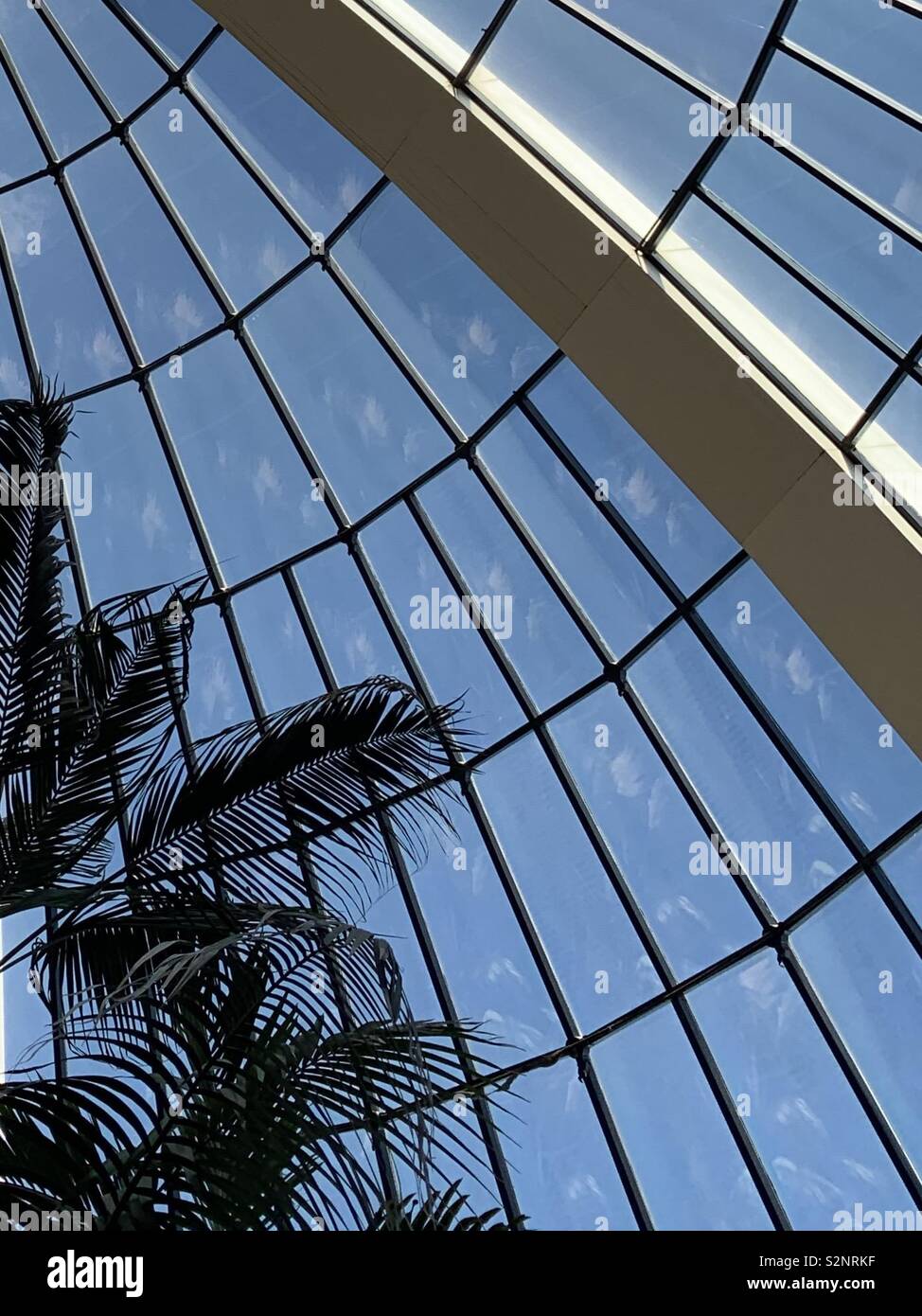 Glass dome roof with palm silhouette tree, abstract Stock Photo