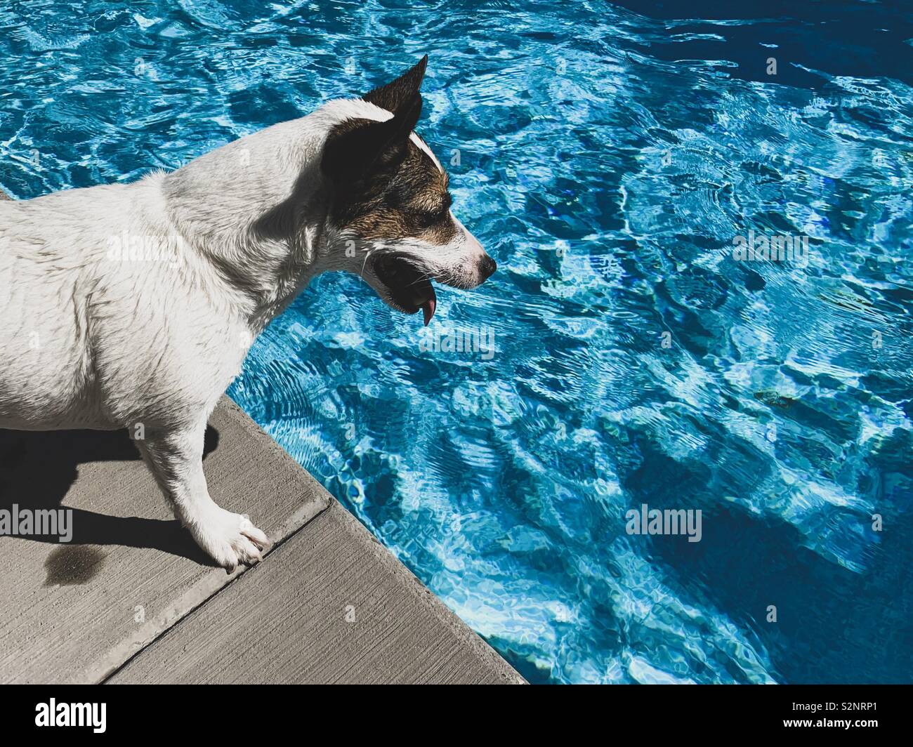 Jack Russell Terrier dog panting poolside on a hot sunny day looking at the blue water Stock Photo