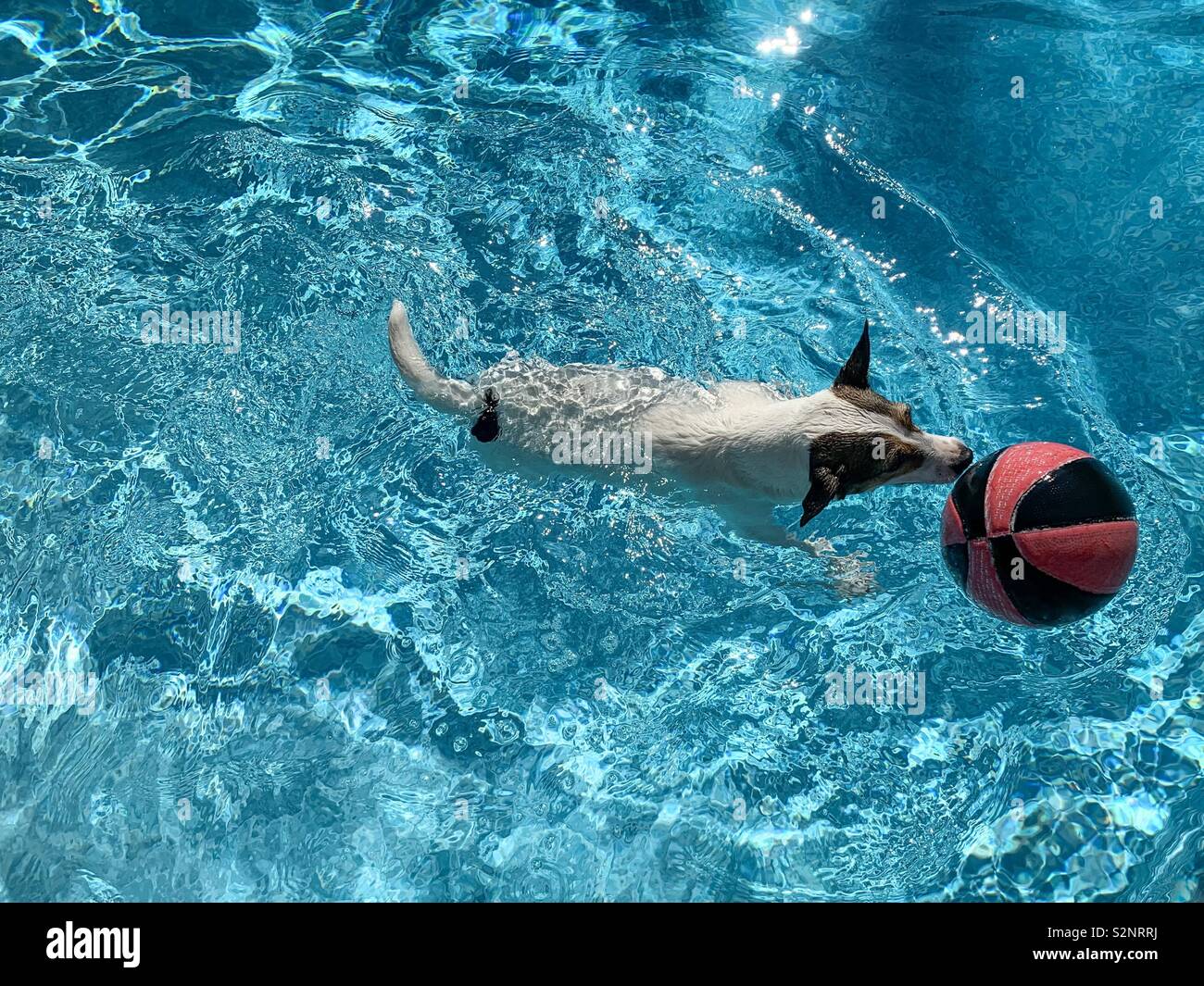 Dog chasing basketball in swimming pool on a bright hot sunny day. Stock Photo