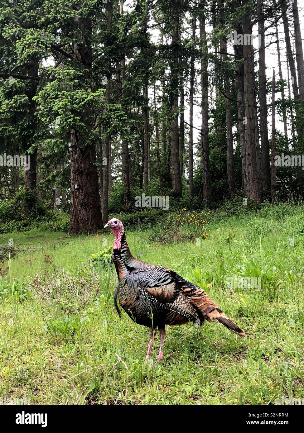 A wild turkey in suburban Eugene, Oregon, USA Stock Photo Alamy