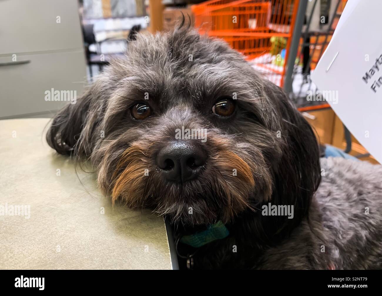 Little black dog resting head on table Stock Photo