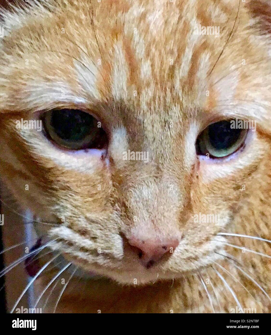 Closeup of Orange tabby cat with green eyes black and white whiskers and black dots on pink nose looking left Stock Photo