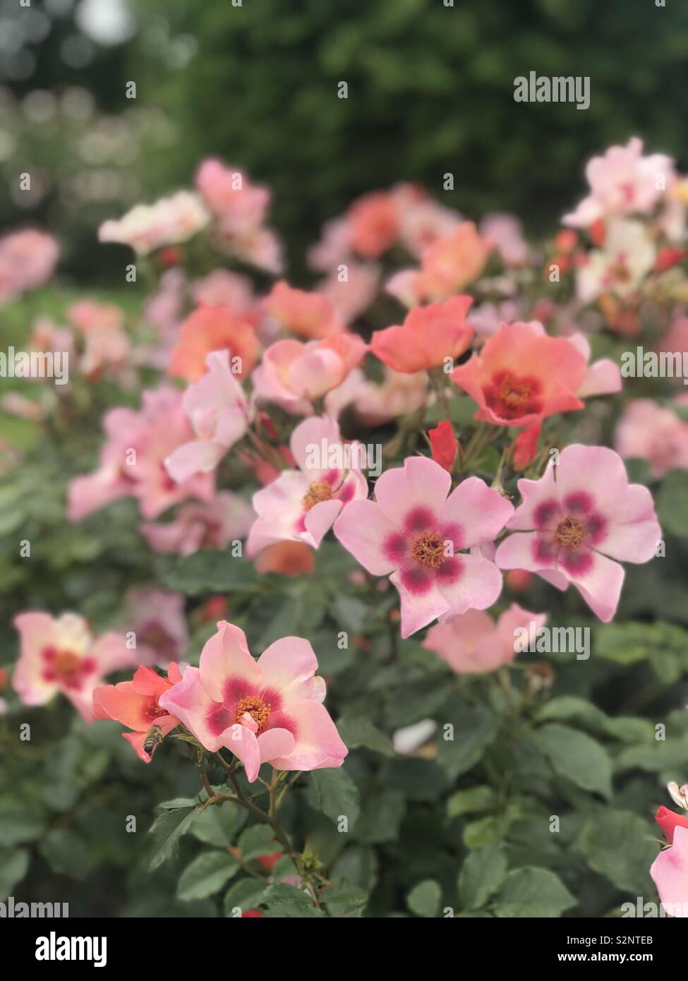 Pink tea rose garden with bee Stock Photo
