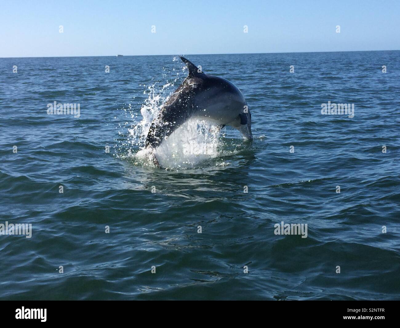 Dolphin jumping in the sea Stock Photo