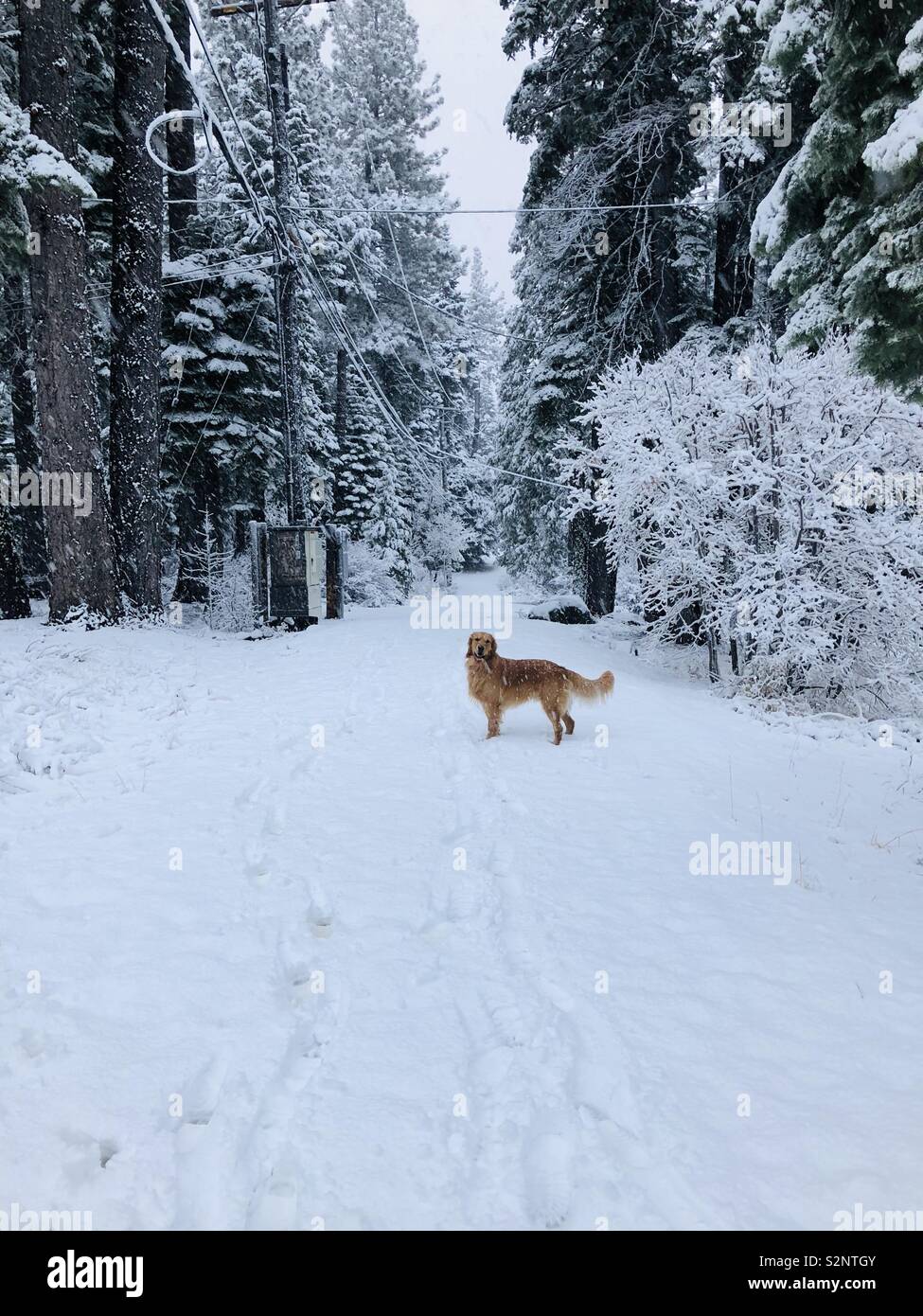 Golden retriever in snow Stock Photo - Alamy
