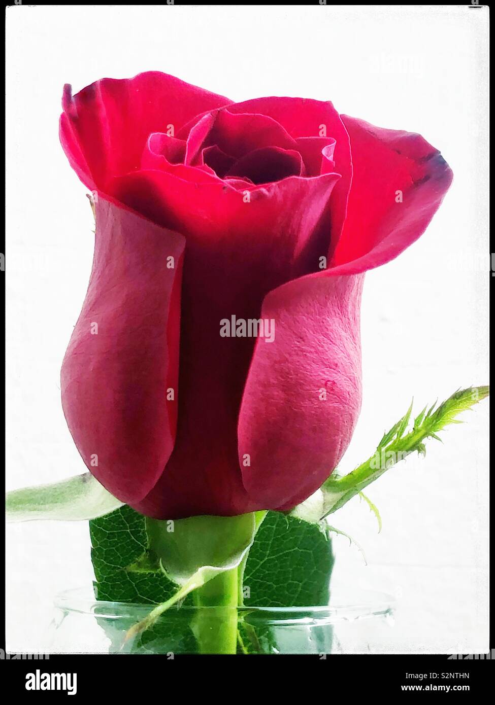 Single long stem rose hi-res stock photography and images - Alamy