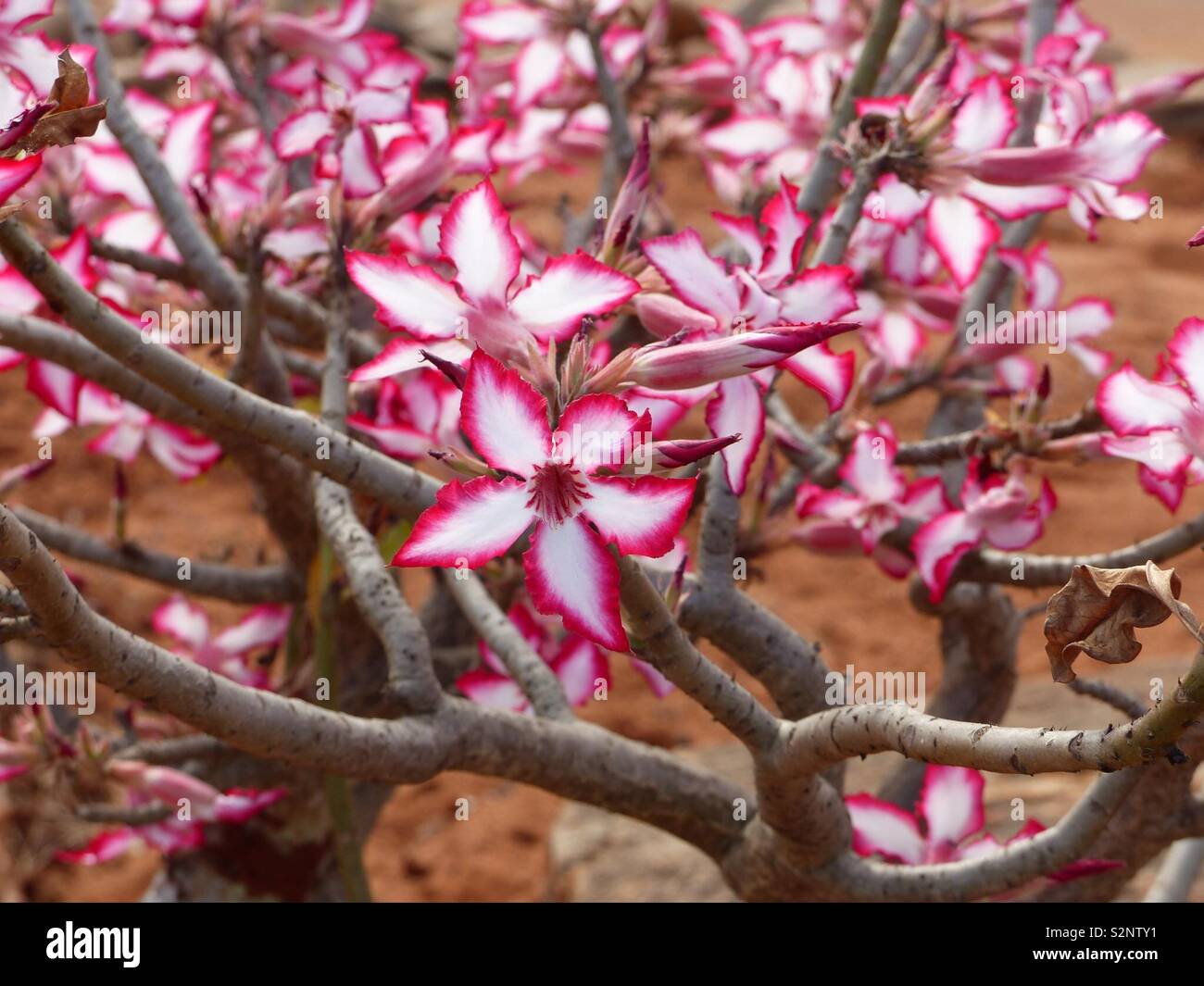 Impala lilies hires stock photography and images Alamy