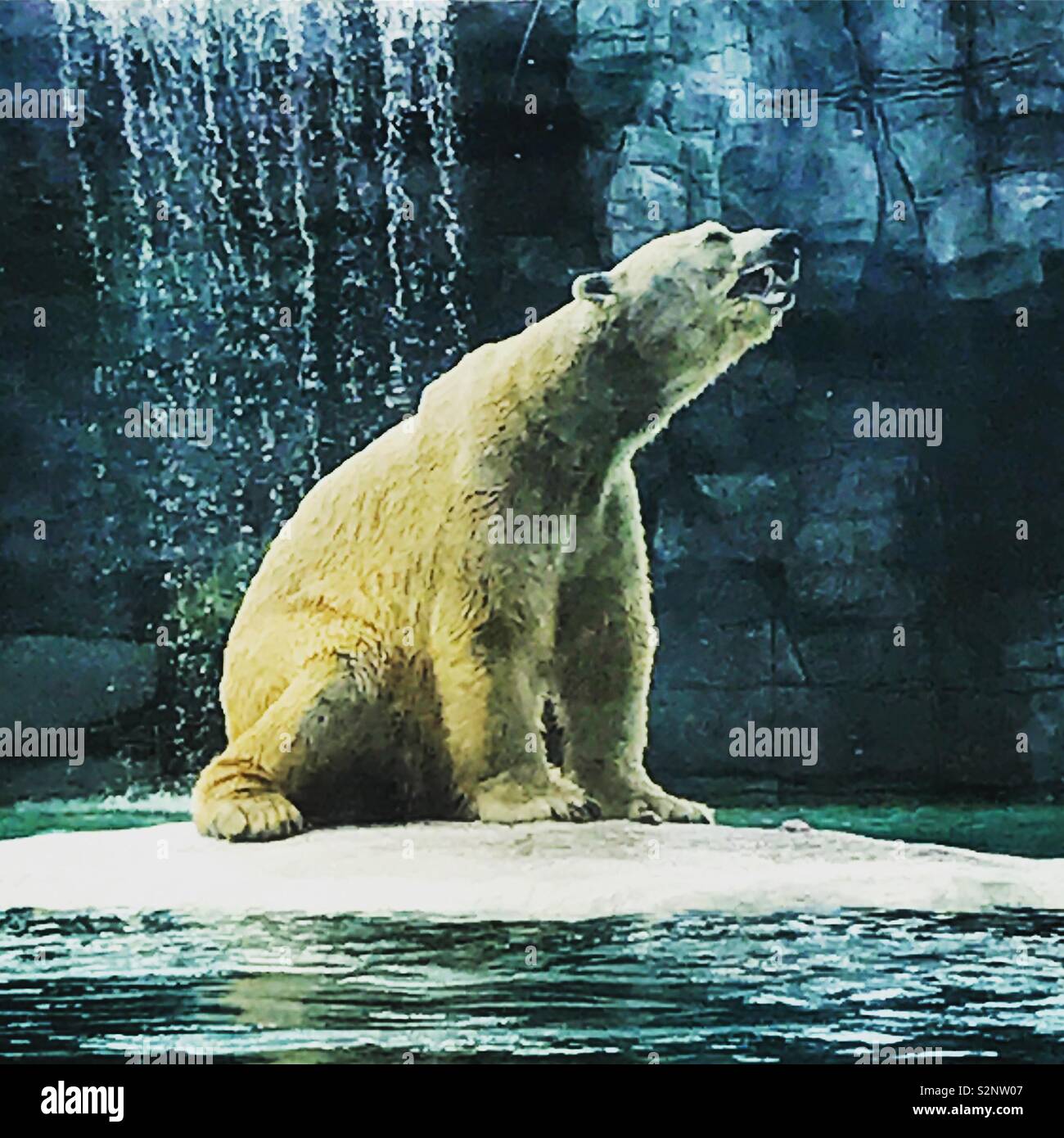 Polar bear singapore zoo hi-res stock photography and images - Alamy