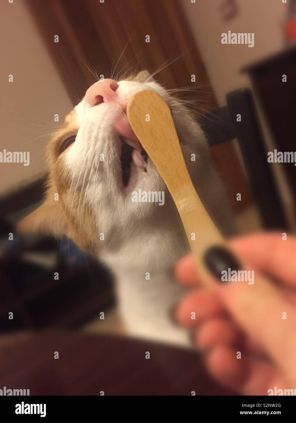My cat ate ice cream top