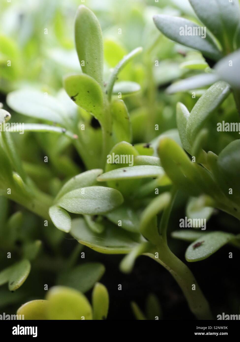 Garden Cress Sprouting Stock Photo