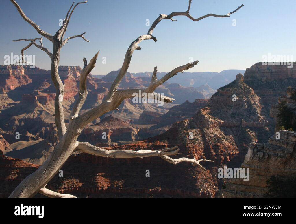 Grand Canyon and dead tree - Smartphone Captured Stock Image