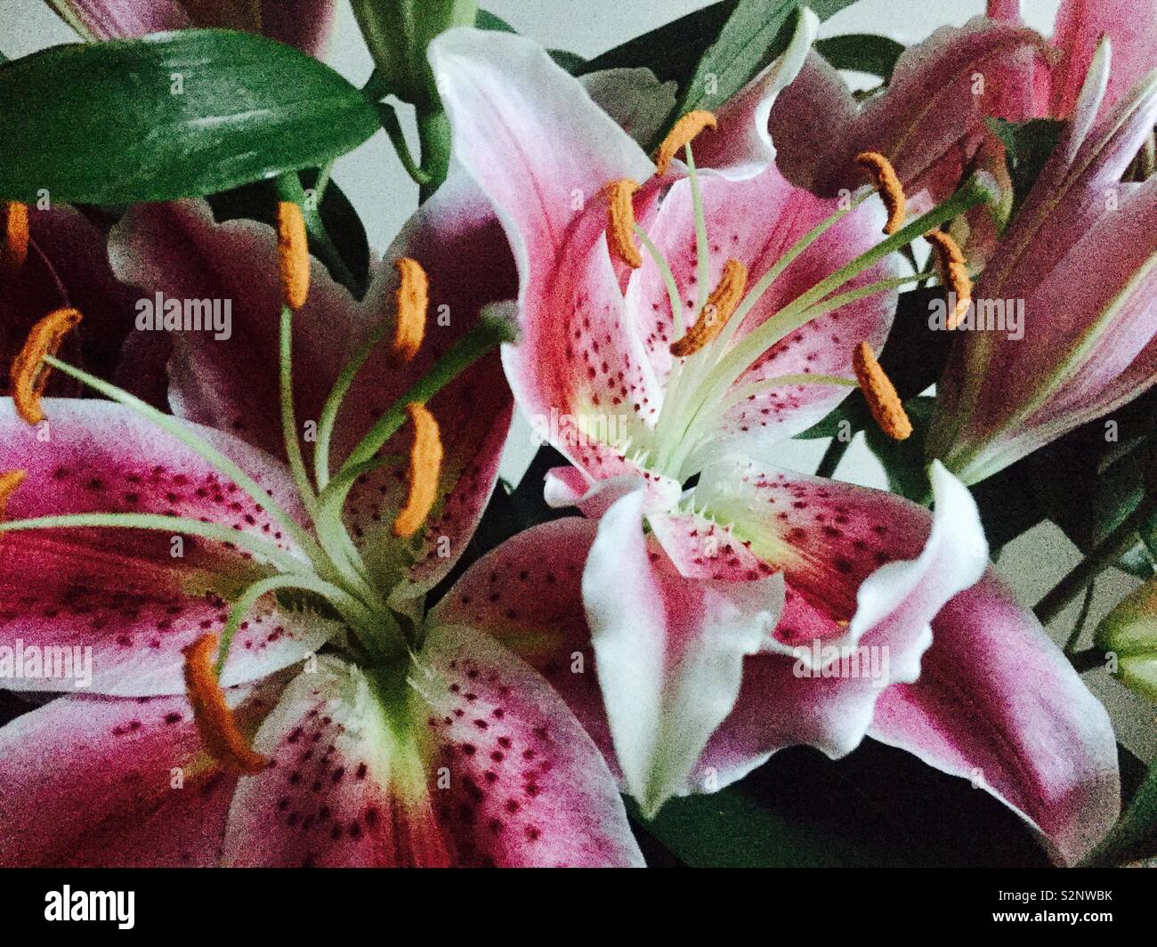 lilies spring frowers Stock Photo