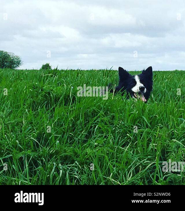 Dog in the grass Stock Photo - Alamy