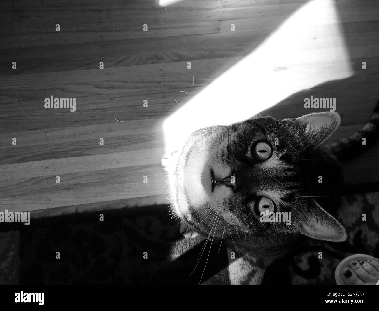 My cat getting photobombed by my big foot - Smartphone Captured Stock Image