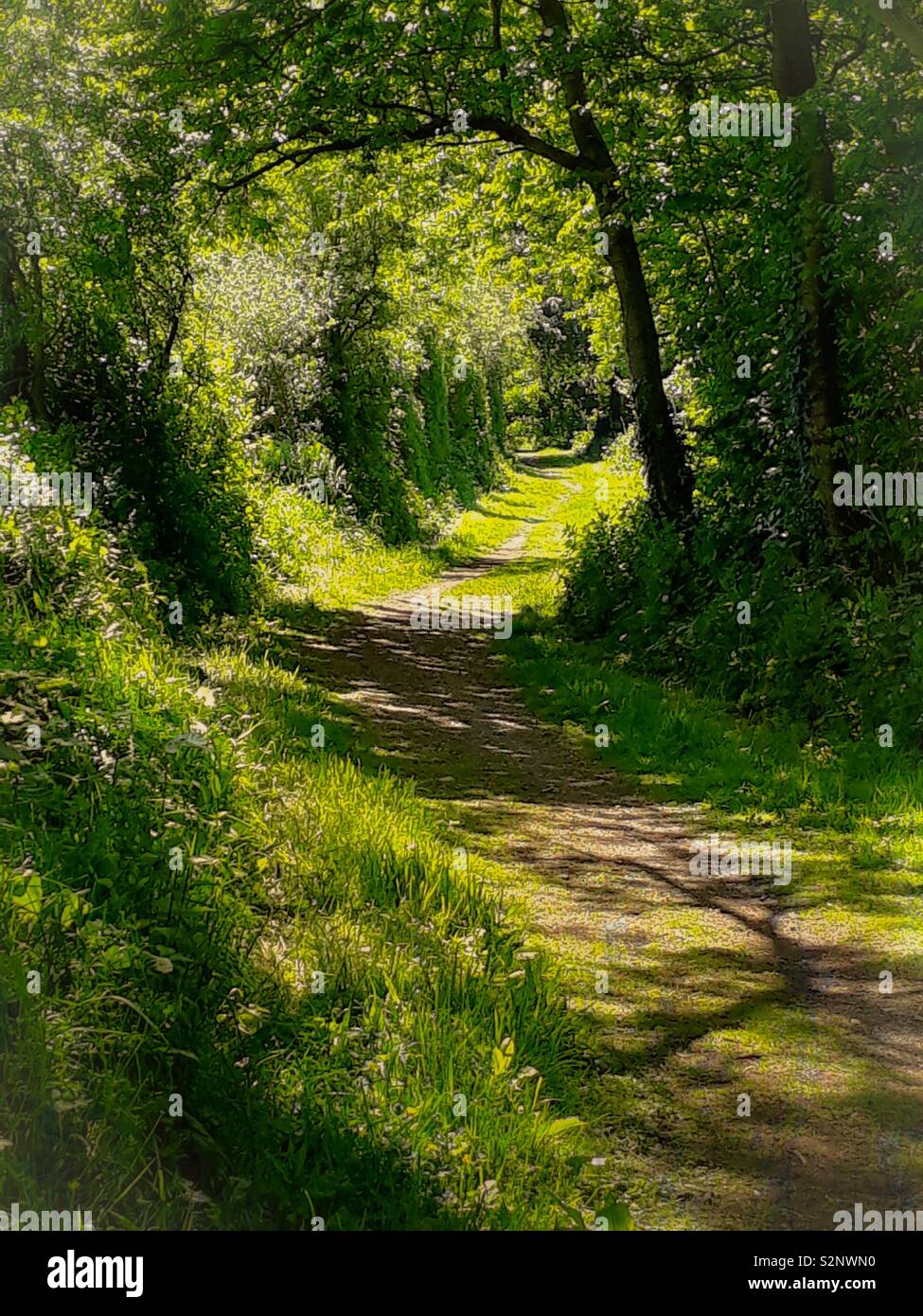 Woodland path - Smartphone Captured Stock Image