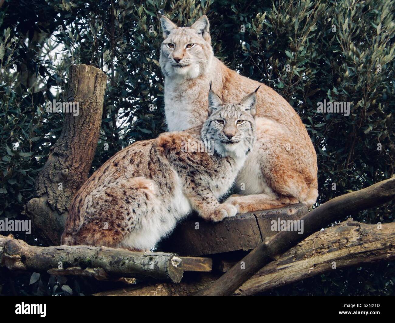 2 Lynx sitting at Whipsnade Zoo Stock Photo