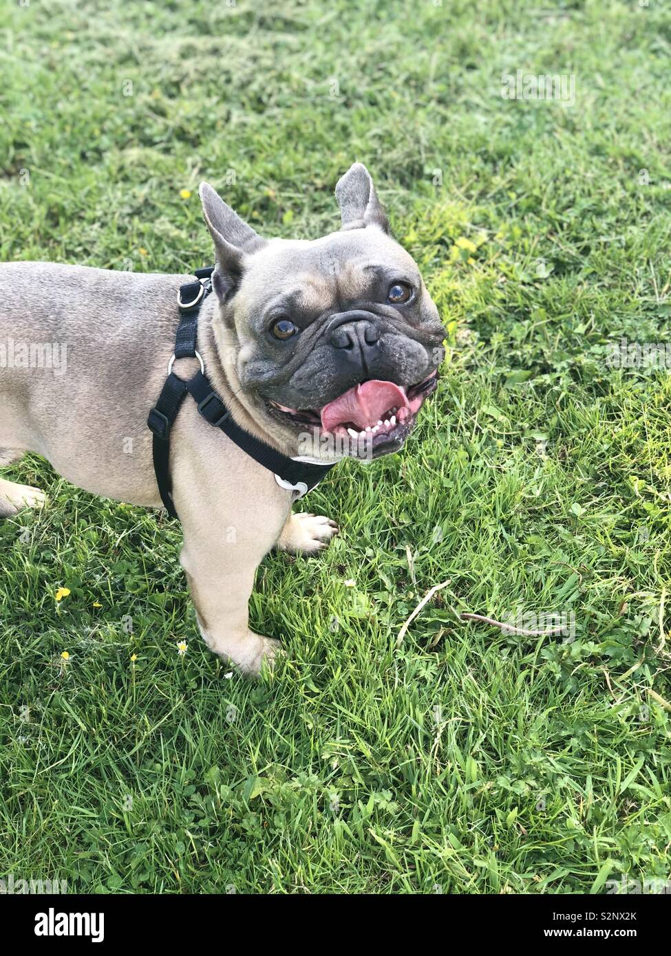 Happy hotsell french bulldog
