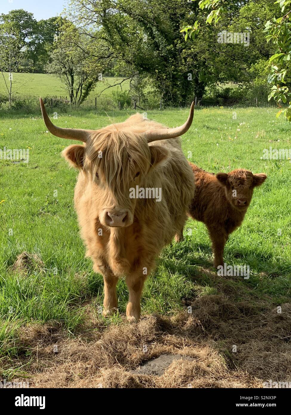 Highland cow calf hi-res stock photography and images - Alamy
