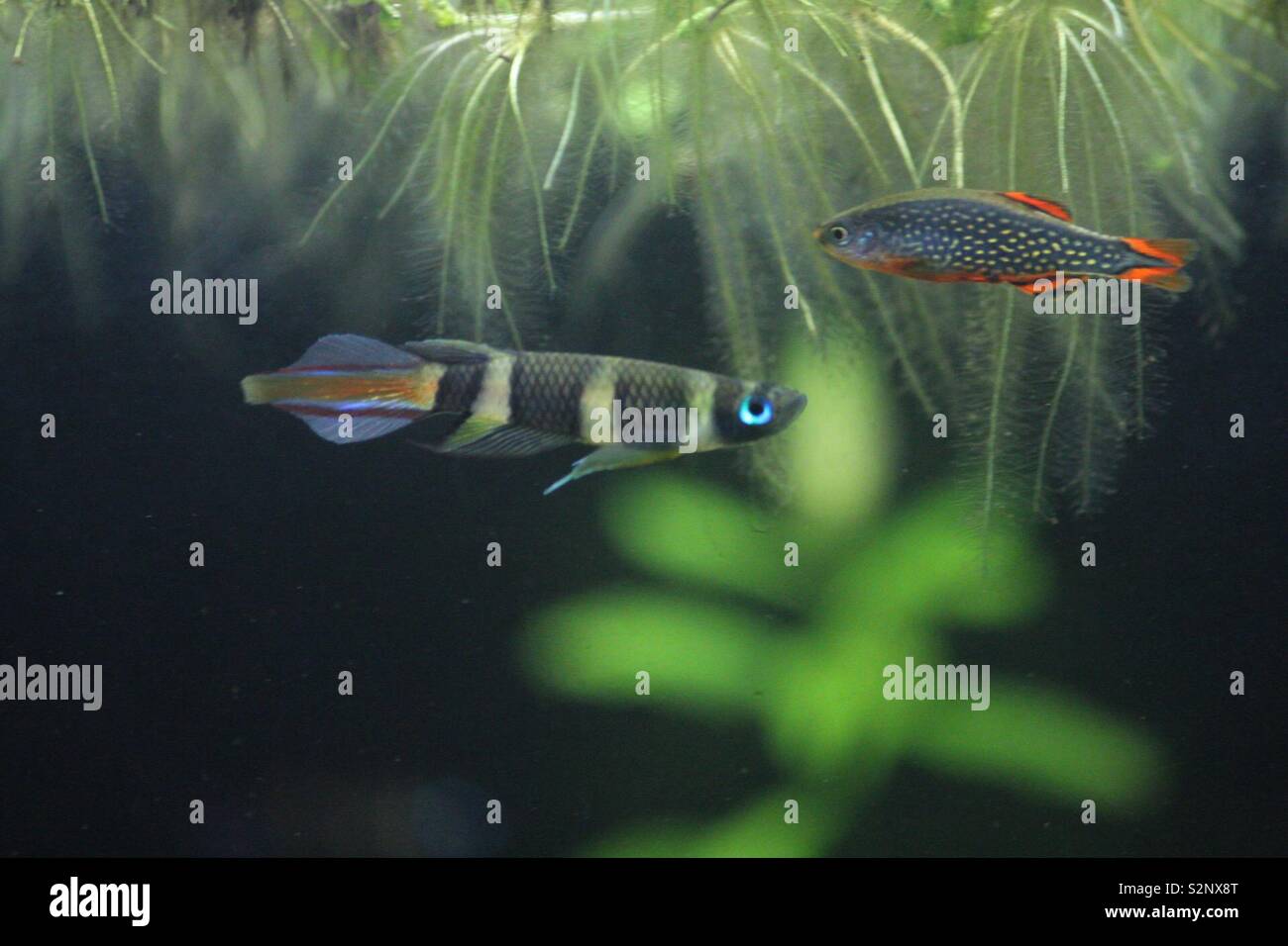 Killifish and rasbora in acquarium Stock Photo